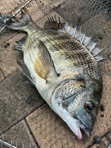 チヌの釣果