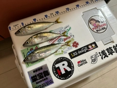 サバの釣果