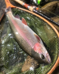 ニジマスの釣果