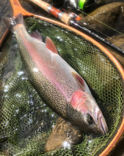 ニジマスの釣果