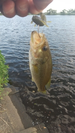 ラージマウスバスの釣果