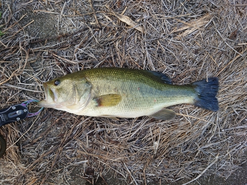 ラージマウスバスの釣果