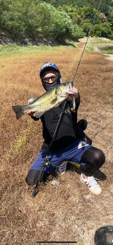 ブラックバスの釣果