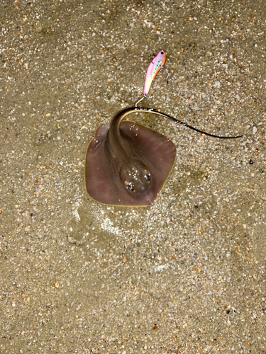 アカエイの釣果