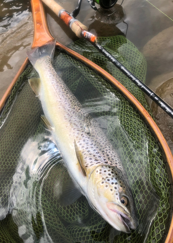 ブラウントラウトの釣果