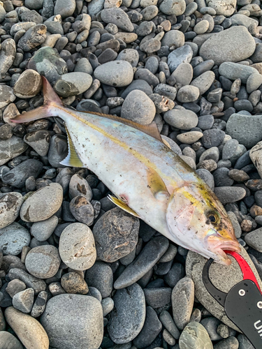 ショゴの釣果