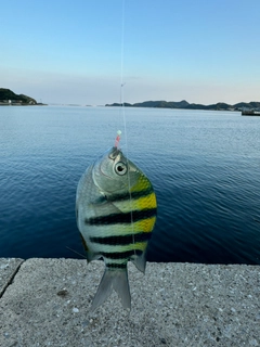 オヤビッチャの釣果