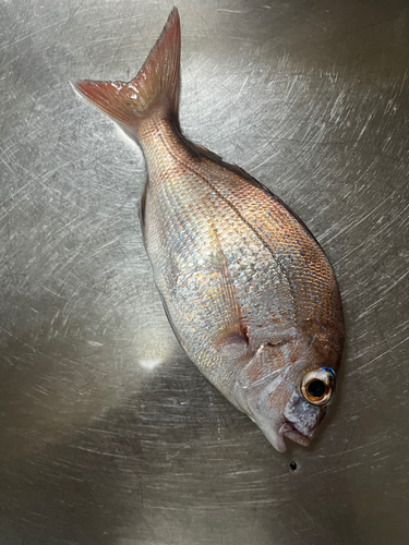 タイの釣果