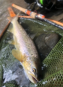 ブラウントラウトの釣果