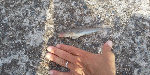 アナゴの釣果