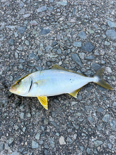 ヒレナガカンパチの釣果