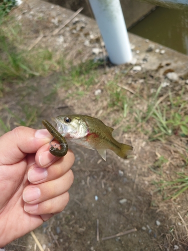 ラージマウスバスの釣果