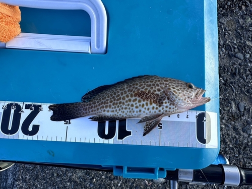 オオモンハタの釣果