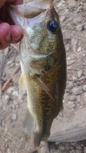 ラージマウスバスの釣果