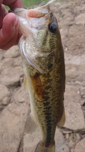 ラージマウスバスの釣果