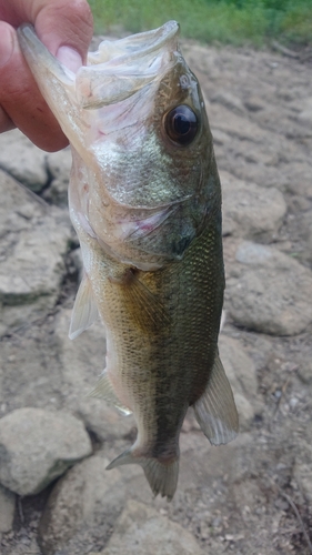 ラージマウスバスの釣果