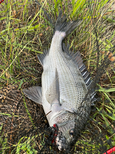 チヌの釣果