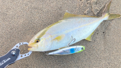 カンパチの釣果