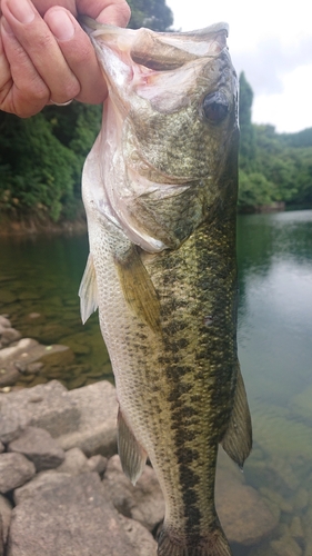 ラージマウスバスの釣果