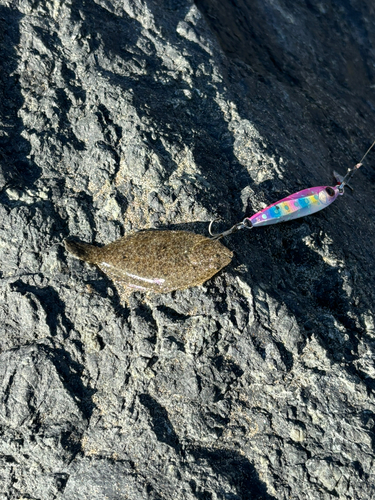 ヒラメの釣果