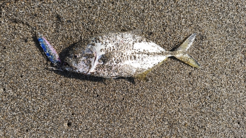 メッキの釣果