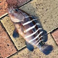 マハタの釣果