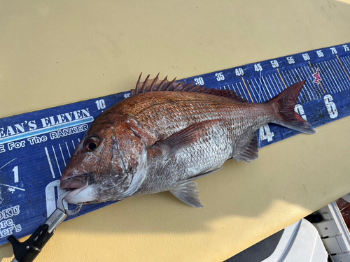 マダイの釣果