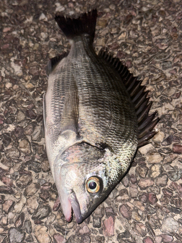 チヌの釣果