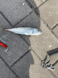 サバの釣果