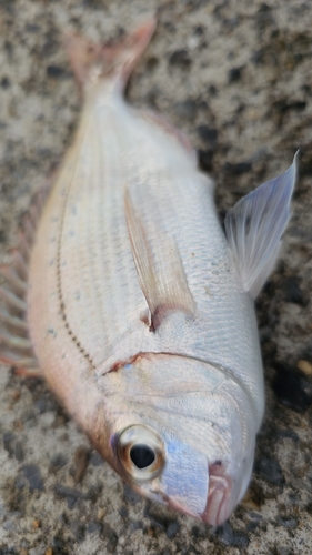 タイの釣果