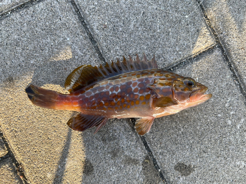 アコウの釣果