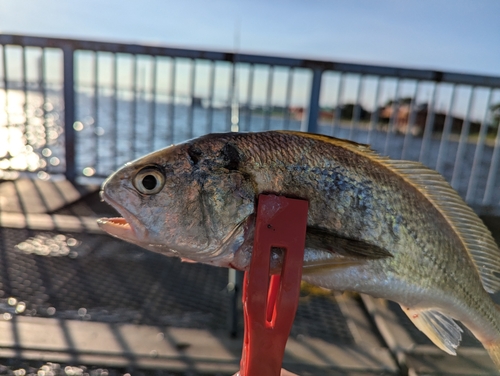 イシモチの釣果