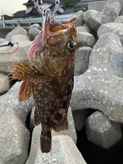 カサゴの釣果