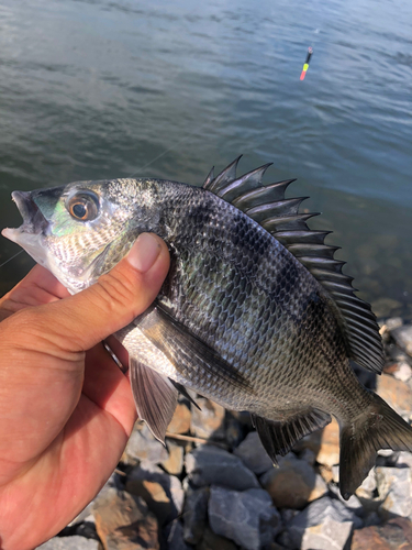 チヌの釣果