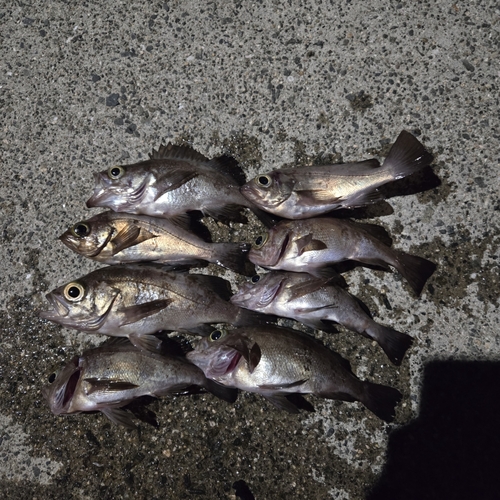 クロメバルの釣果