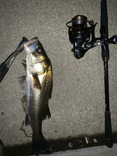 シーバスの釣果