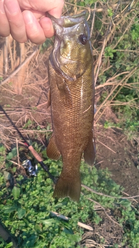 スモールマウスバスの釣果