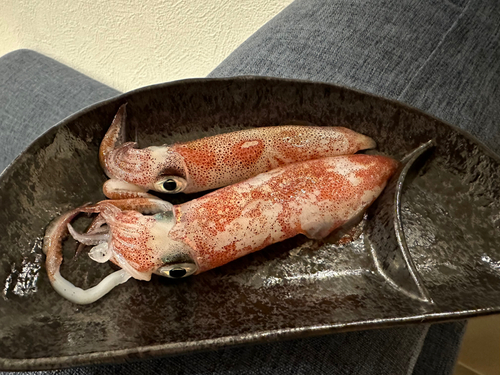 ケンサキイカの釣果