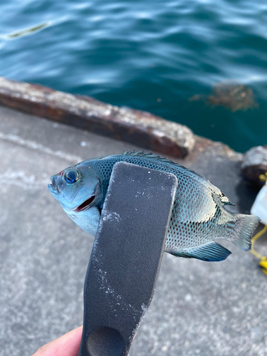 メジナの釣果