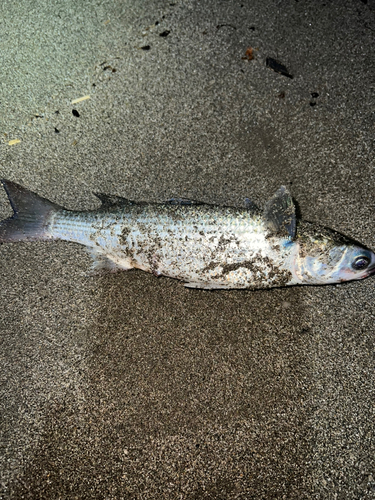 ボラの釣果