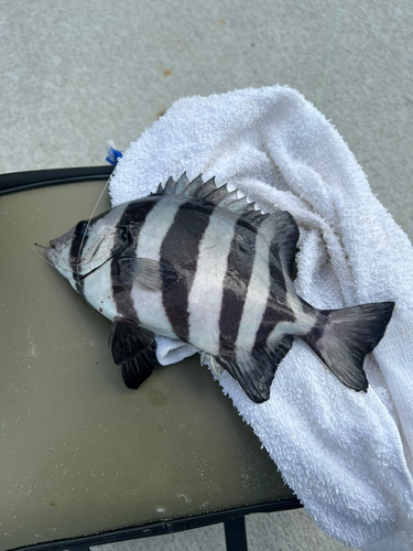 イシダイの釣果