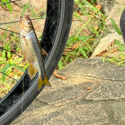 アブラハヤの釣果