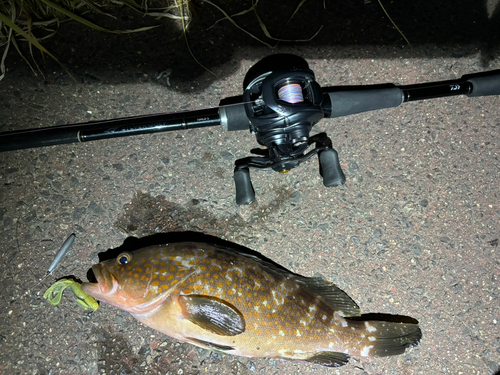 アコウの釣果