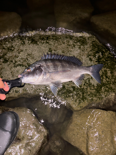 クロダイの釣果