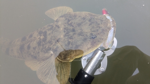 マゴチの釣果