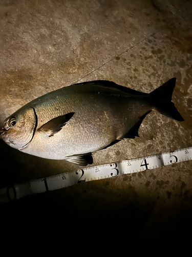 イスズミの釣果