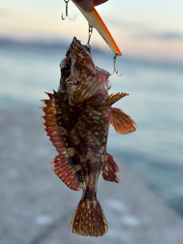 ガシラの釣果