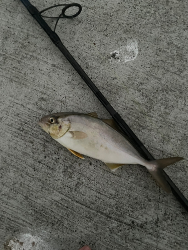 ショゴの釣果