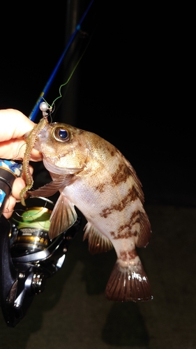 メバルの釣果