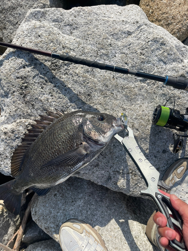 チヌの釣果